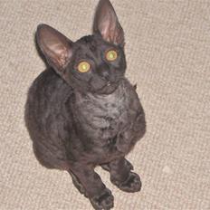 Cornish Rex R.I.P Hampus :(
