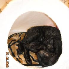 Cornish Rex R.I.P Hampus :(