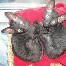Cornish Rex R.I.P Hampus :(