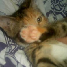 Blanding af racer Miv