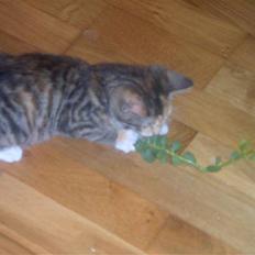 Blanding af racer Miv