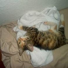 Blanding af racer Miv