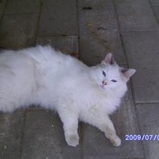 Ragdoll werner