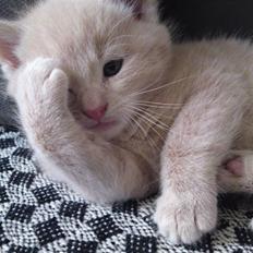 Blanding af racer MJ Kai Lempë Thunø