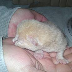 Blanding af racer MJ Kai Lempë Thunø