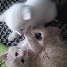 Blanding af racer MJ Kai Lempë Thunø