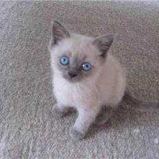 British Shorthair Ved ikke endnu:-)