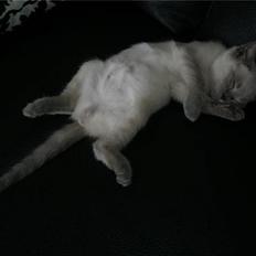 British Shorthair Ved ikke endnu:-)