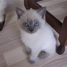 British Shorthair Ved ikke endnu:-)