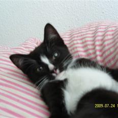 Blanding af racer Robin *Min Mors Mis*