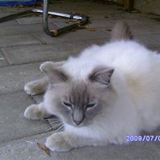 Ragdoll svend