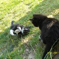 Blanding af racer Robin *Min Mors Mis*