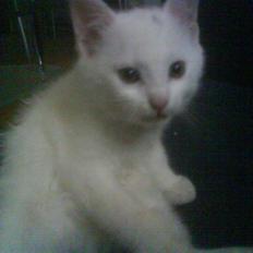 Blanding af racer Snowball *<R.I.P>*