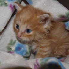 Blanding af racer Ved endnu ikke.