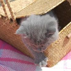 Blanding af racer Findus