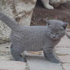 Blanding af racer Findus