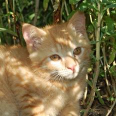 Blanding af racer Leo