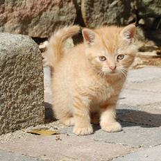 Blanding af racer Leo