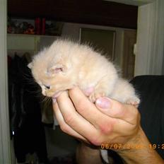 Huskat chap (DØD) :(