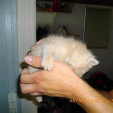 Huskat chap (DØD) :(