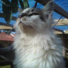 Maine Coon DK Ruscutter´s Xenius