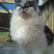 Maine Coon DK Ruscutter´s Xenius