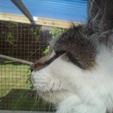 Maine Coon DK Ruscutter´s Xenius