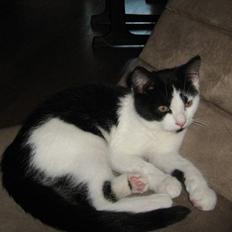 Blanding af racer scooter