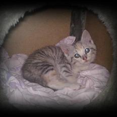 Huskat FRiDA - Miss u.