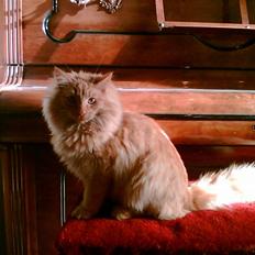 Norsk Skovkat Bandit