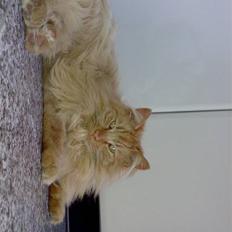 Norsk Skovkat Bandit