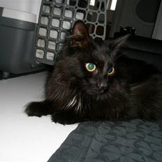 Blanding af racer Møffe