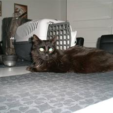 Blanding af racer Møffe