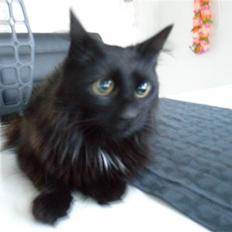 Blanding af racer Møffe