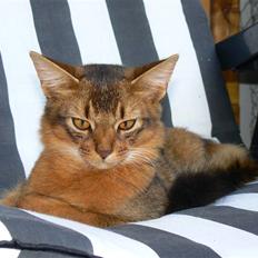 Somali Catika's In the Ghetto