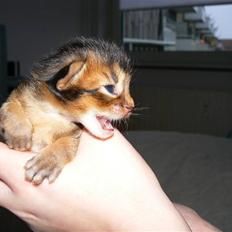 Somali Catika's In the Ghetto