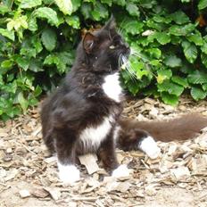 Blanding af racer               Dulle-pigen