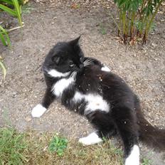 Blanding af racer               Dulle-pigen