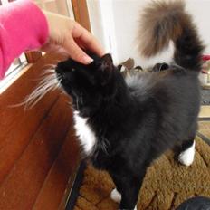 Blanding af racer               Dulle-pigen