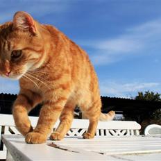 Blanding af racer Garfield