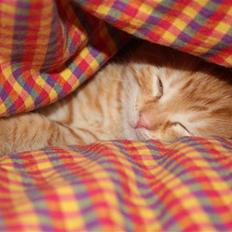 Blanding af racer Garfield