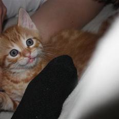 Blanding af racer Garfield