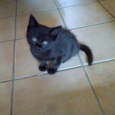 Blanding af racer Fidus