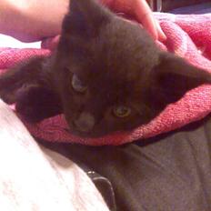 Blanding af racer Fidus