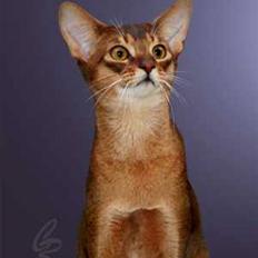 Abyssinier Del-Shai Chief of Isatai