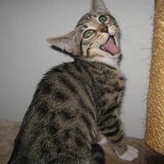 Blanding af racer Rubin