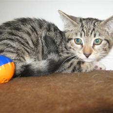 Blanding af racer Rubin