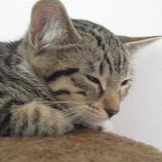 Blanding af racer Rubin