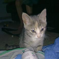 Blanding af racer Mille