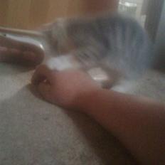 Blanding af racer Mille